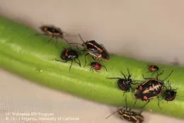 A cluster of black and red Bagrada bugs on a green plant stem, with varying sizes and orientations.