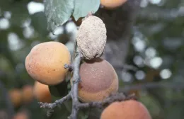 A branch of an apricot tree with several ripe orange apricots and a dried brown rot mummy on the branch.