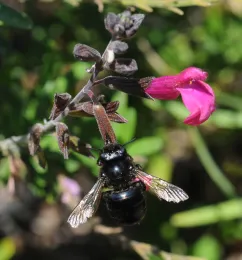A carpenter bee visits a purple flower, showcasing its shiny black body and translucent wings against a green backdrop.