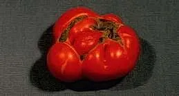 Irregularly shaped ripe tomato with catfacing, displaying vibrant red color and dark background.