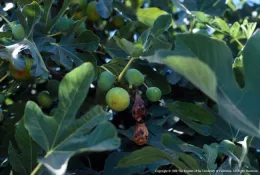 A fig tree branch with green and ripe figs surrounded by large green leaves, including one shriveled fig.