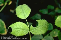 Green leaf with irregular semicircular cutouts, damaged by a leafcutter bee, against a blurred background of more foliage.