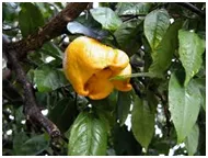 A distorted yellow lemon affected by citrus bud mite on a branch, surrounded by green leaves.