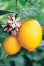 Close-up of two yellow lemons on a citrus tree, surrounded by green leaves and pink flower buds.