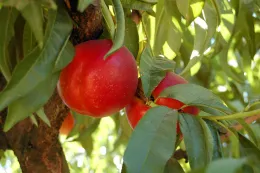 Ripe nectarines hanging from a tree branch with green leaves in the background.