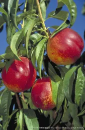 Three ripe nectarines in a peach tree, displaying a mix of red and orange colors, surrounded by bright green leaves against a blue sky.