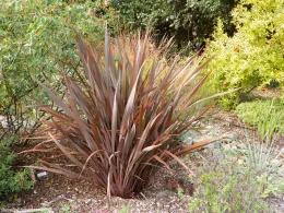 A garden scene featuring tall reddish-brown foliage in the foreground, surrounded by green bushes and a tree with red fruits in the background.