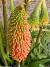 Close-up of a red hot poker bloom, featuring an orange-to-green gradient of tubular florets on a conical flower spike, with additional green flower spikes blurred in the background.