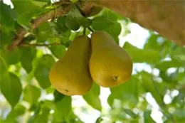 Two green pears hanging from a tree branch, surrounded by lush green leaves.