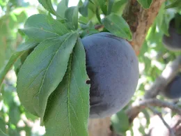 Ripe dark purple plum hanging among green leaves on a tree branch.