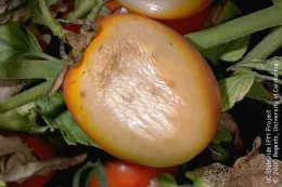 A damaged yellow-orange tomato with a sunscald injury, showing a soft, shiny surface and surrounding green leaves and other tomatoes.