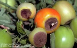 Image showing tomatoes affected by blossom end rot, with varying colors from green to orange and dark discoloration on the bottom ends.