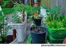A row of vegetable plants growing in various containers on a pathway, with a wooden fence in the background.