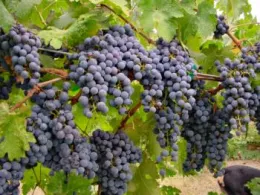 Clusters of ripe purple grapes on a vine surrounded by green leaves.