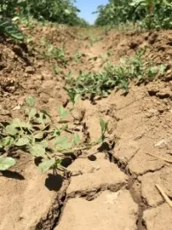 Bindweed (photo by P. Cavanaugh)