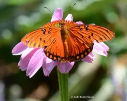 An adult Gulf Fritillary, Agraulis vanillae. (Photo by Kathy Keatley Garvey)