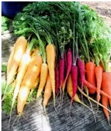 A variety of carrots in yellow, orange, and purple laid out on a wooden surface, featuring their leafy tops.