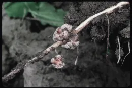 Nodules on legume roots house bacteria that make nitrogen gas available to plants (credit: Jack Kelly Clark)