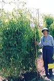 A person in gardening attire stands next to a cylindrical wire mesh cage filled with climbing plants in a sunny garden setting.
Feel free to modify the text based on any specific details or visual elements present in the actual image!