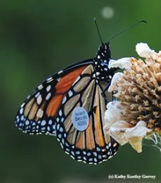 What a traveler! From Ashland, Ore. to Vacaville, Calif. That's straight-line distance of 285 miles, according to WSU entomologist David James. (Photo by Kathy Keatley Garvey)