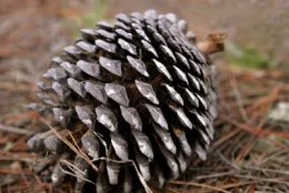 Pine cone w400