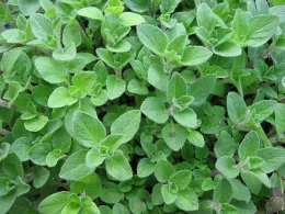 Oregano. Click to enlarge.