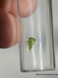 The wedge shape is clearly visible in this photo. (Photo by Kathy Keatley Garvey)