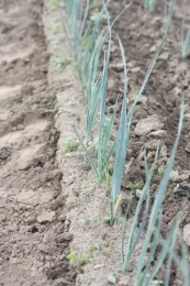Photo 1. Cultivation of leeks--standard cultivation of