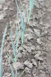Photo 2. Cultivation of leeks--finger weeder cultivation of seedline