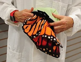 A zippered pouch resembling a chrysalis contains a monarch adult and caterpillar. (Photo by Kathy Keatley Garvey)
