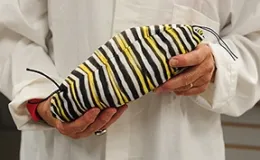 Voila! A monarch caterpillar!