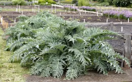 Artichoke plant