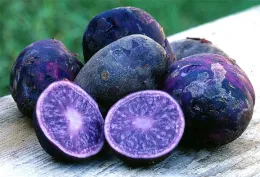 Blue potatoes