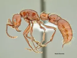 Doryline ant (army ant kin) from under a microscope. (Photo by Marek Borowiec)