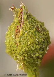 All that's missing: the eight ants, as in