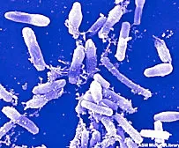 Thermophilic bacteria