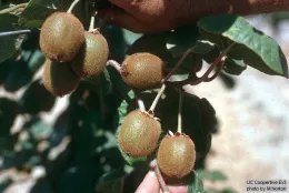 UCCE_Kiwifruit