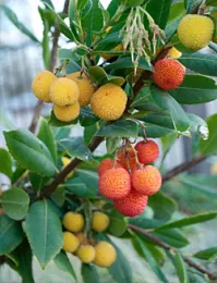 Arbutus unedo 'Compacta'