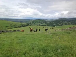 Cattle_Range