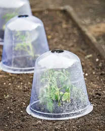 Cloches made of plastic or glass protect plants and last several seasons.