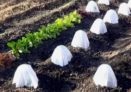 Hotkaps made of waxed paper will last one season