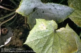 Powdery mildew on squash leaves