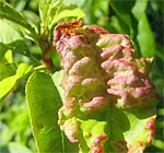 Peach leaf curl<br>(click to enlarge)