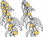 Fruit thinning<br>click to enlarge