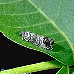 Adult coddling moth<br>click to enlarge