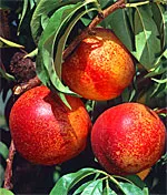 Nectarines