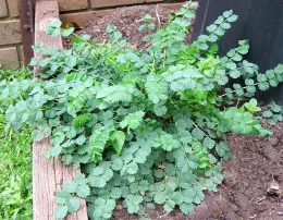 Salad burnet<br>click to enlarge