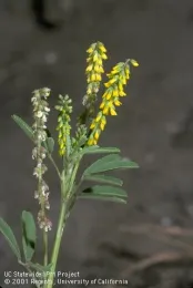 Yellow sweetclover