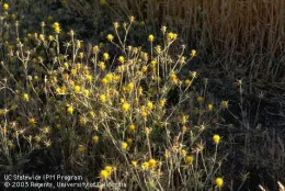 Yellow starthistle