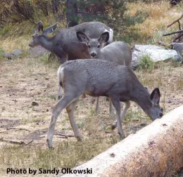 Campers at the Sagehen Field Station may see deer. This photo was taken by Sandy Olkowski, who recently received her doctorate in entomology.